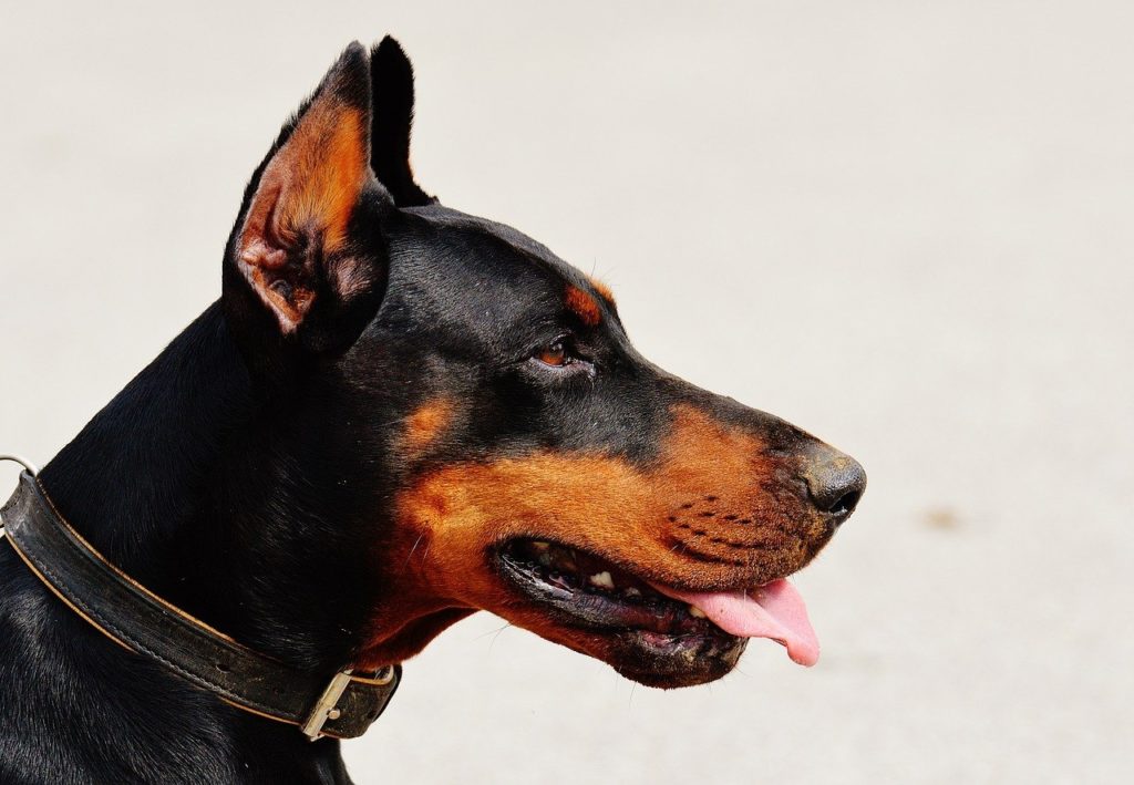 doberman, dog, animal world